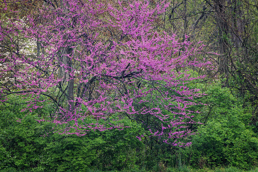 Eastern Redbud, Kentucky Photograph by Adam Jones Fine Art America