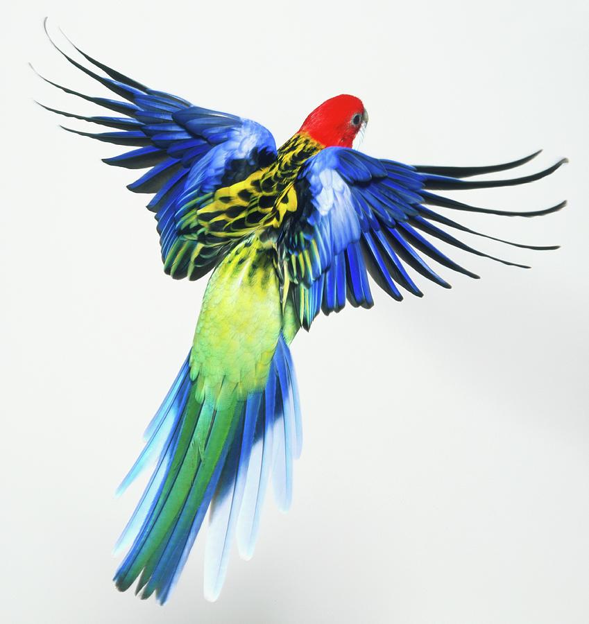 Eastern Rosella In Flight, View From by Dorling Kindersley