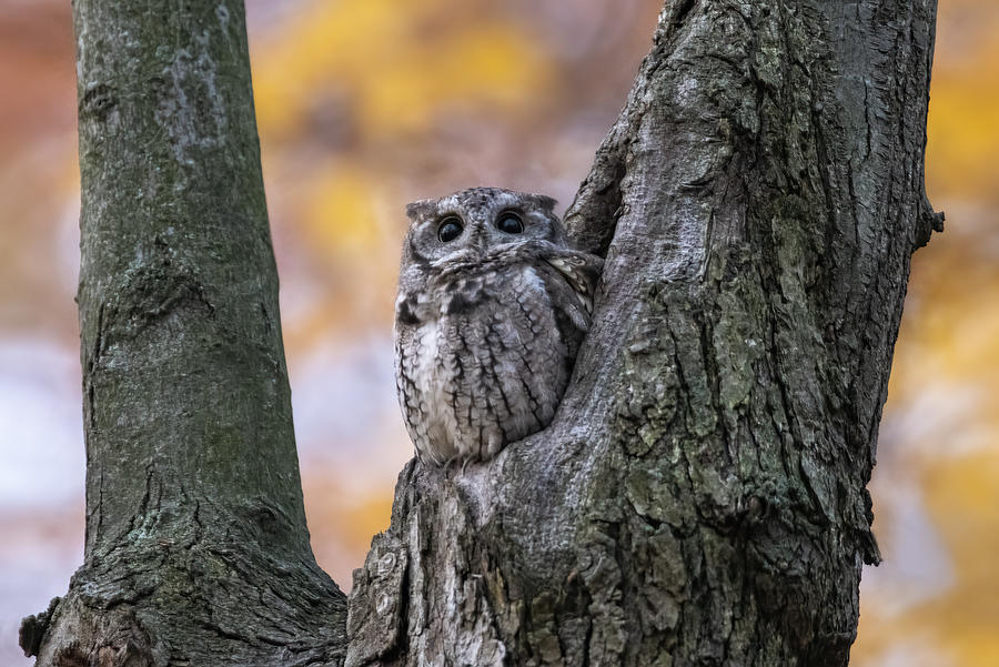 Owl Photograph - Eastern Screech Owl 102822-1 by Edwin Luo