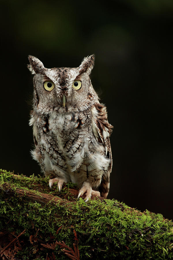 Eastern Screech Owl Photograph by Alex Thomson Photography