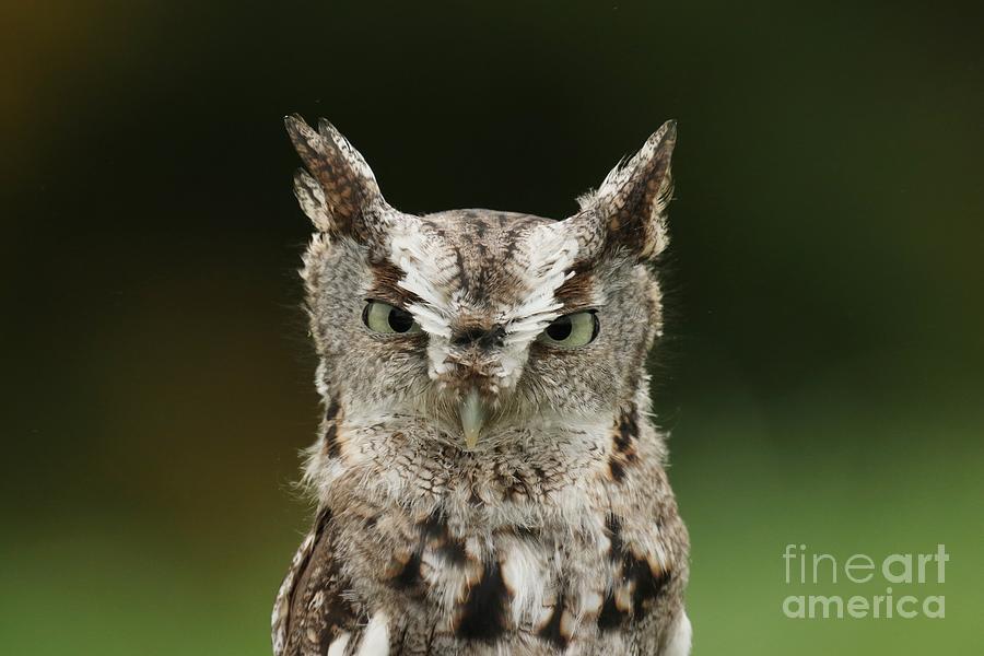 Eastern screech owl close up Photograph by Heather King