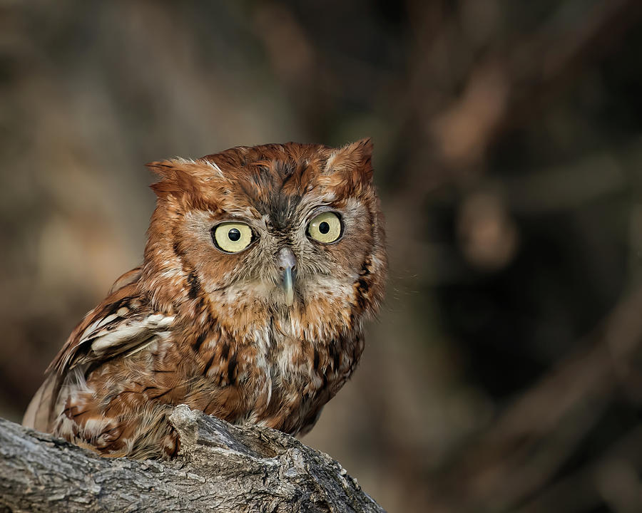  Eastern Screech Owl  Photograph by Dawn Key