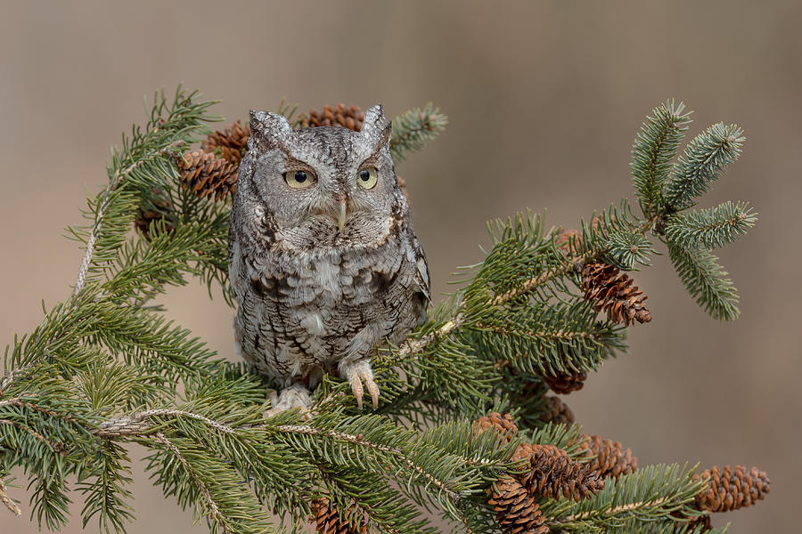 Owl Photograph - Eastern Screech Owl (grey Morph) by Max Wang