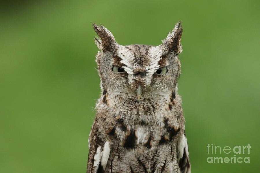 Eastern Screech Owl Photograph by Heather King