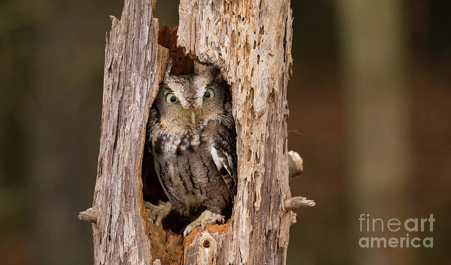 Owl Photograph - Eastern Screech Owl In A Tree by CJ Park