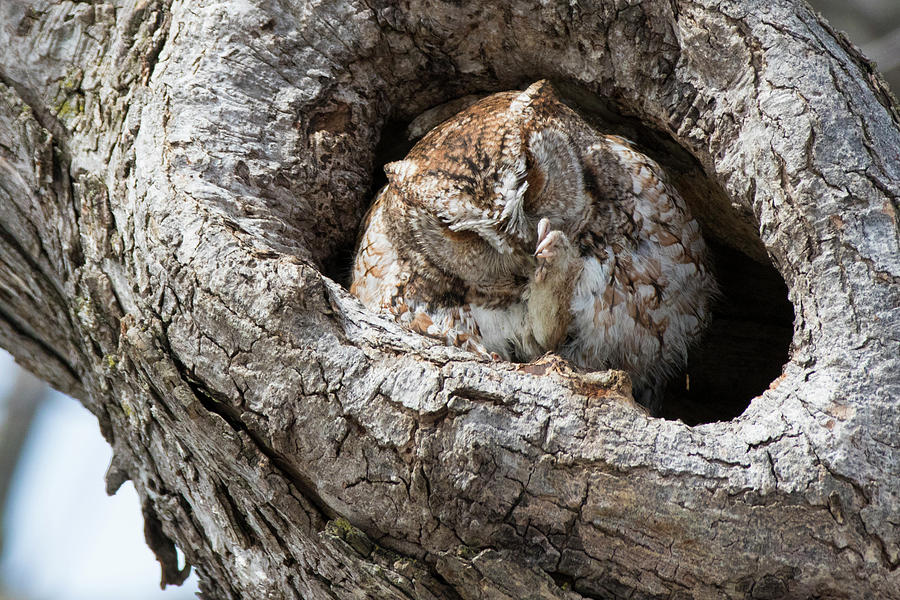 Eastern Screech Owl in Spring Photograph by Mircea Costina Photography