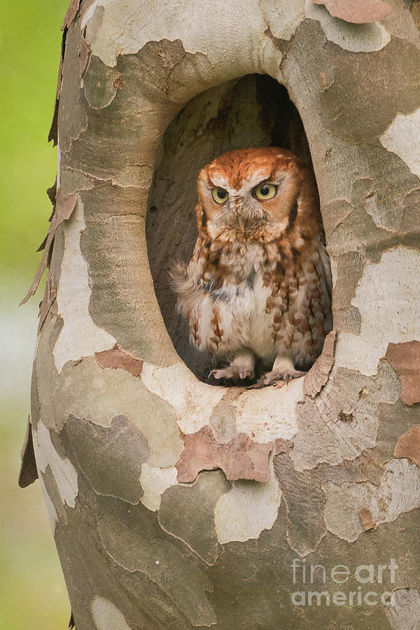 Eastern Screech Owl in Sycamore BI10140 Photograph by Mark Graf