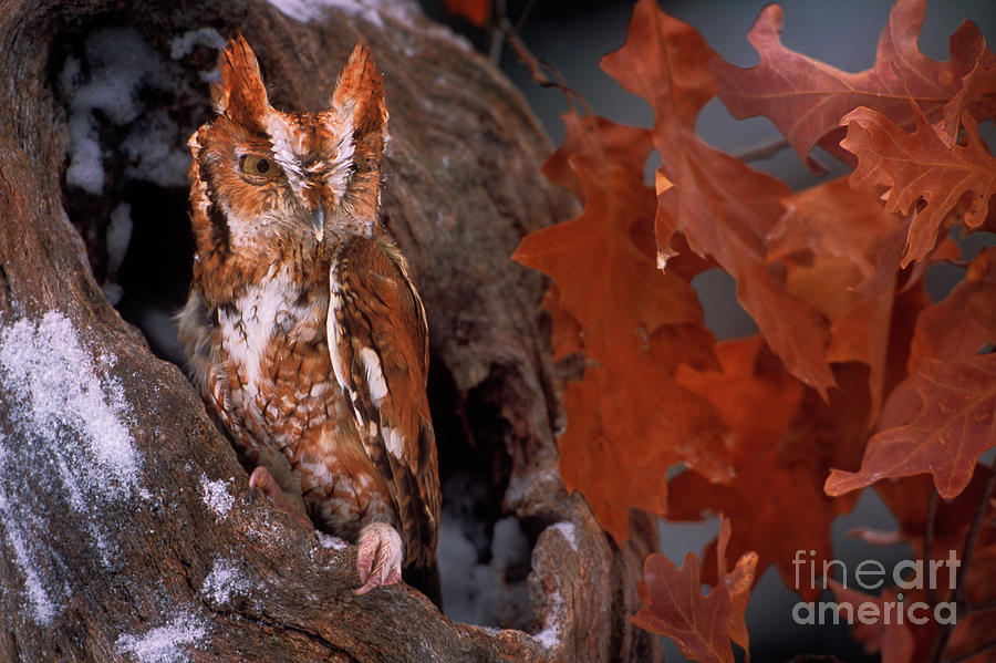 Eastern Screech Owl in tree cavity BI6822 Photograph by Mark Graf