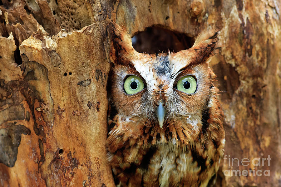 Eastern Screech Owl Perched in a Hole in a Tree Photograph by Jill Lang