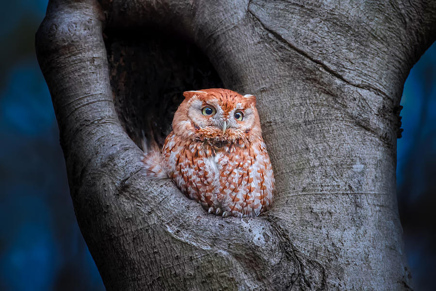 Owl Photograph - Eastern Screech Owl (red Morph) by Max Wang