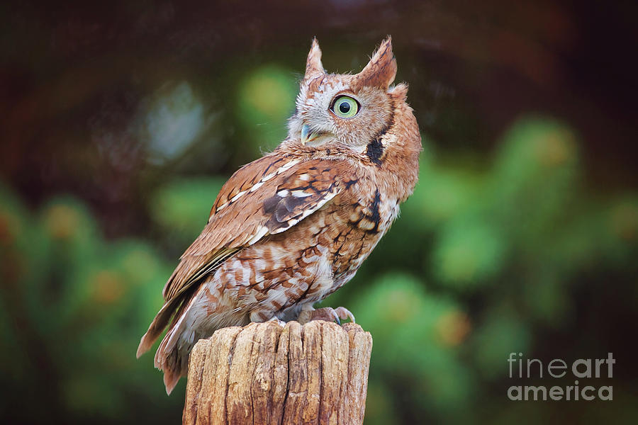 Eastern Screech Owl Red Morph Photograph By Sharon Mcconnell