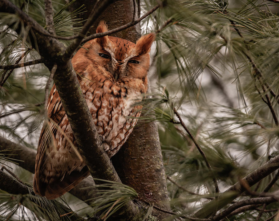 Eastern Screech Owl - Rufus Morph Photograph by Hershey Art Images