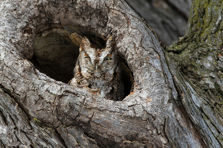 Owl Photograph - Eastern Screech Owl Singing by Mircea Costina Photography