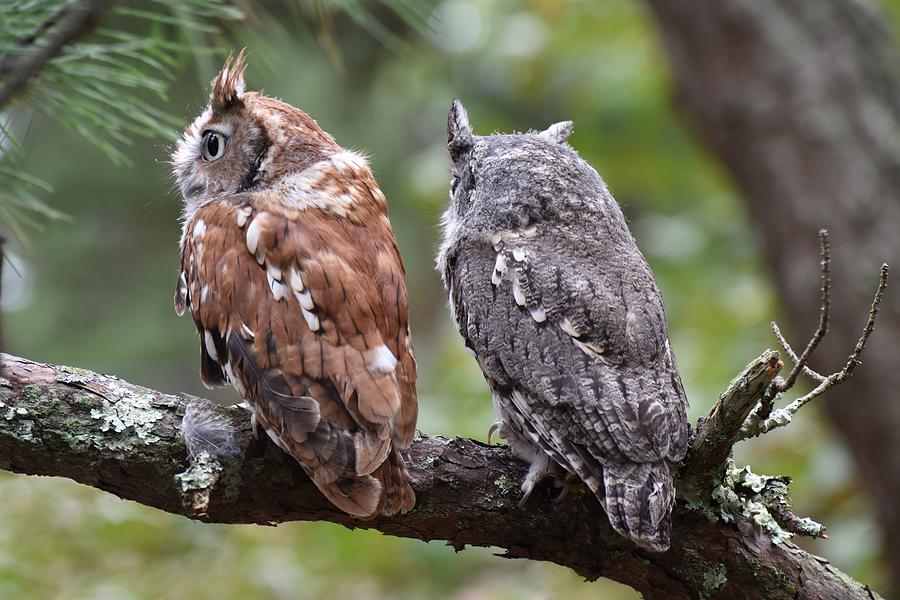 Eastern Screech Owls 503 Photograph by Joyce StJames - Fine Art America