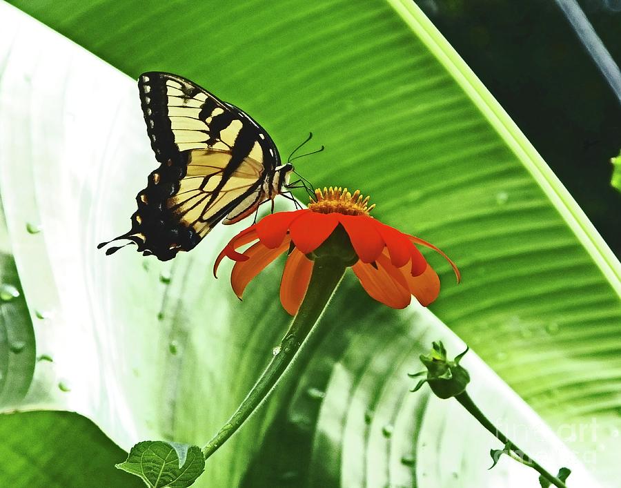 Eastern Swallowtail81 Photograph by Lizi Beard-Ward