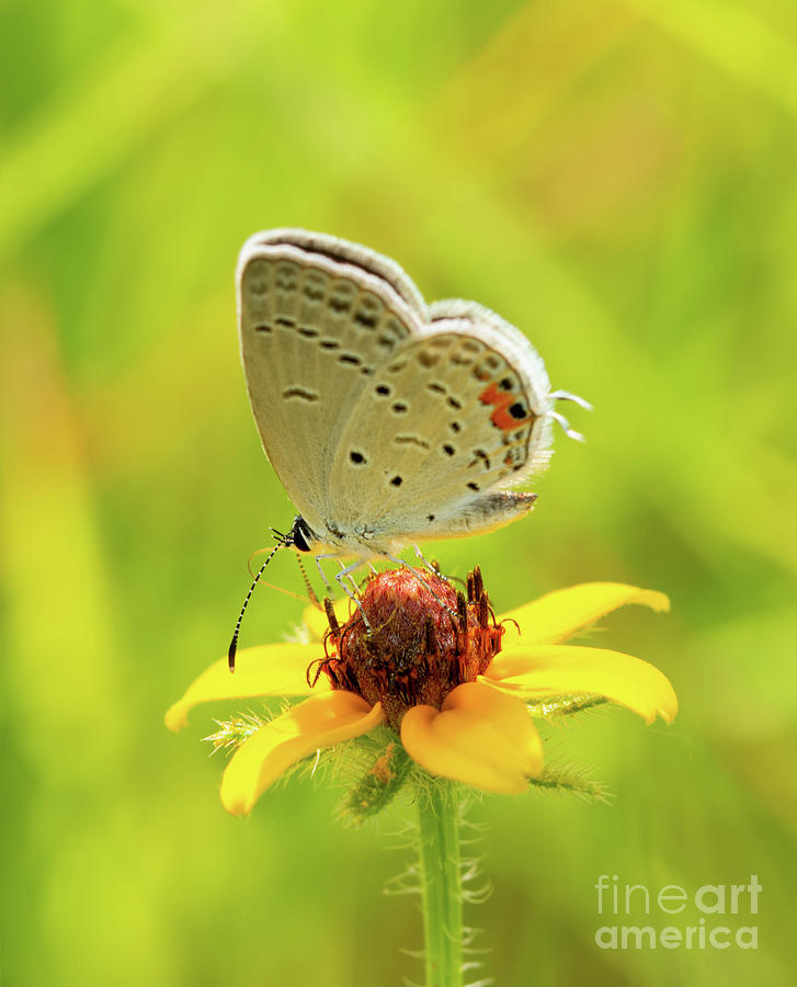 Eastern Tailed-Blue Butterfly Photograph by Sari ONeal