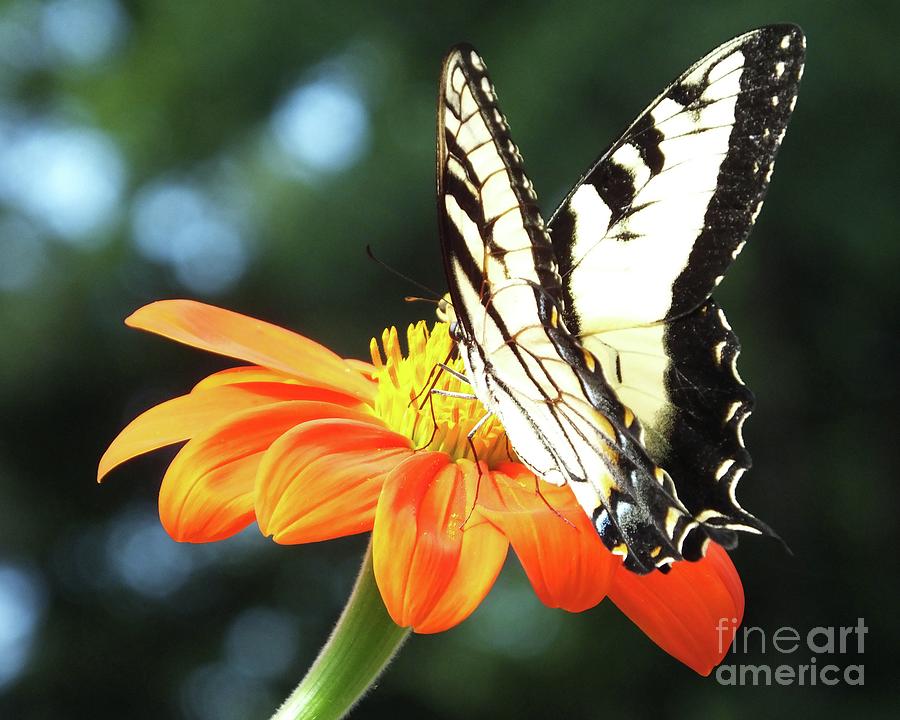 Eastern Tiger Swallowtail 82 by Lizi Beard-Ward Eastern Tiger Swallowtail 82 by Lizi Beard-Ward