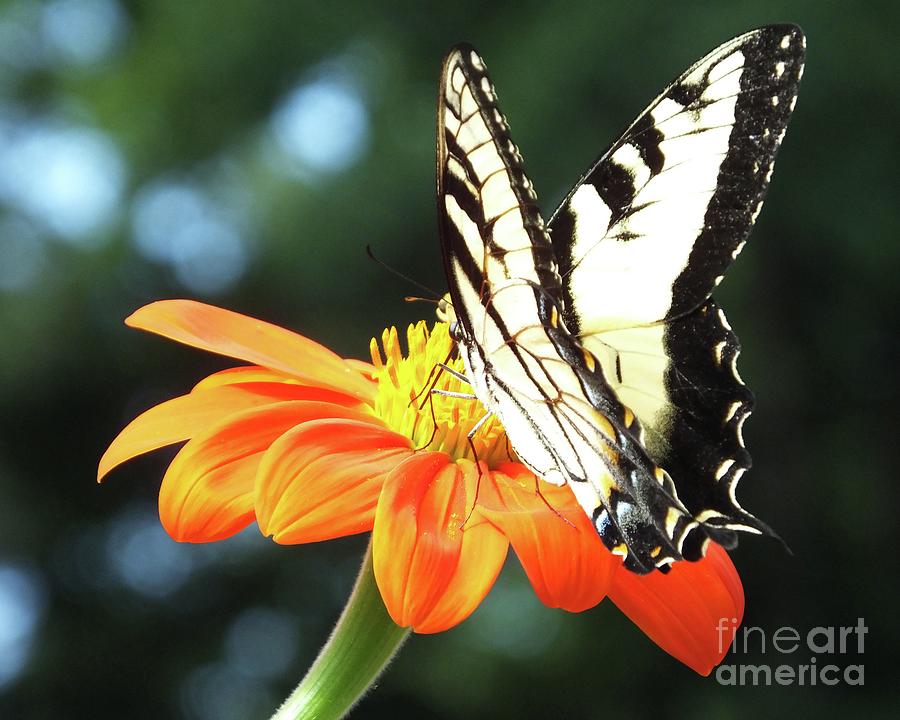 Eastern Tiger Swallowtail 82 Photograph by Lizi Beard-Ward