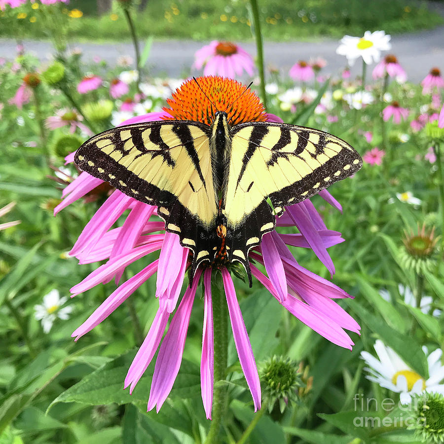 Eastern Tiger Swallowtail and Echinacea 1 Photograph by Amy E Fraser