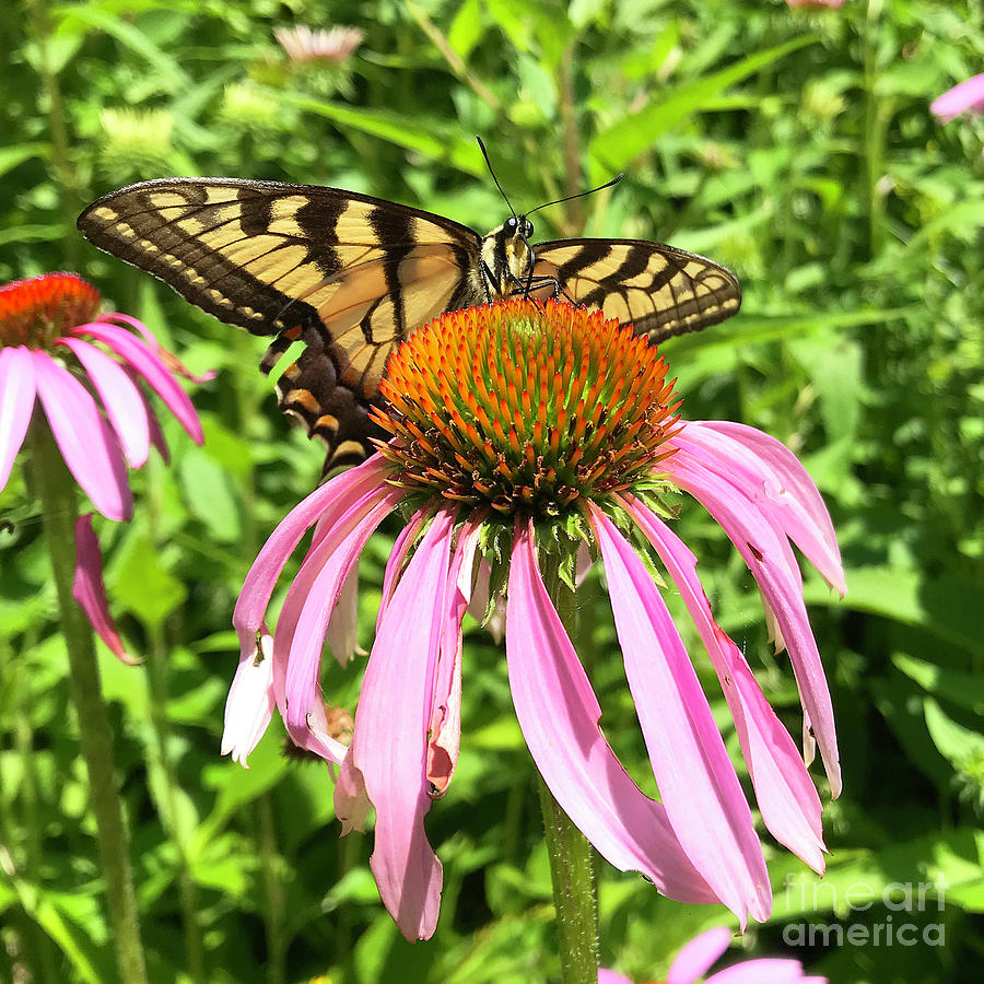 Eastern Tiger Swallowtail and Echinacea 10 Photograph by Amy E Fraser