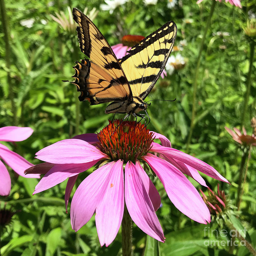 Eastern Tiger Swallowtail and Echinacea 12 Photograph by Amy E Fraser
