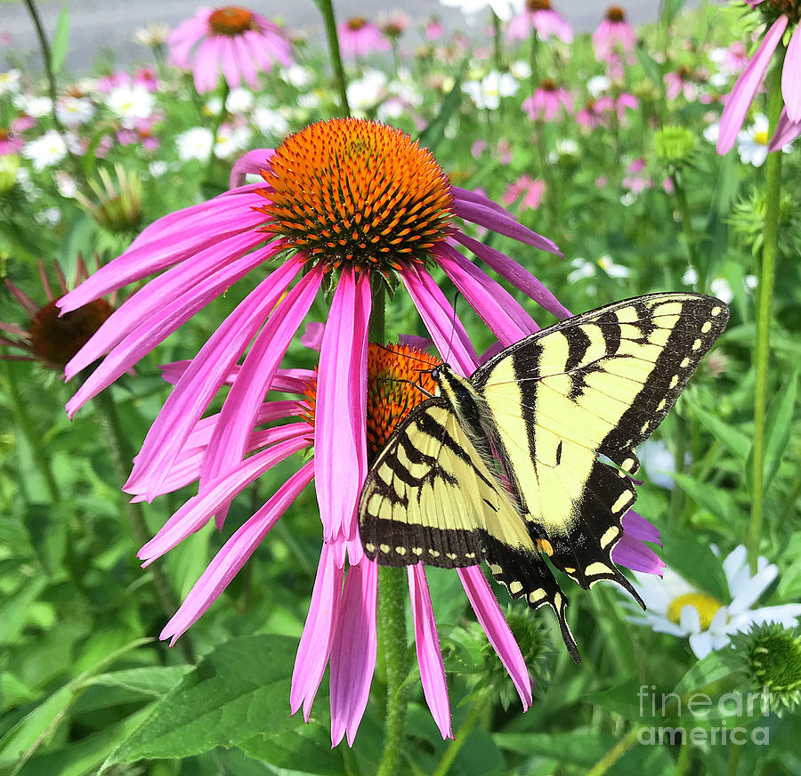 Eastern Tiger Swallowtail and Echinacea 14 Photograph by Amy E Fraser