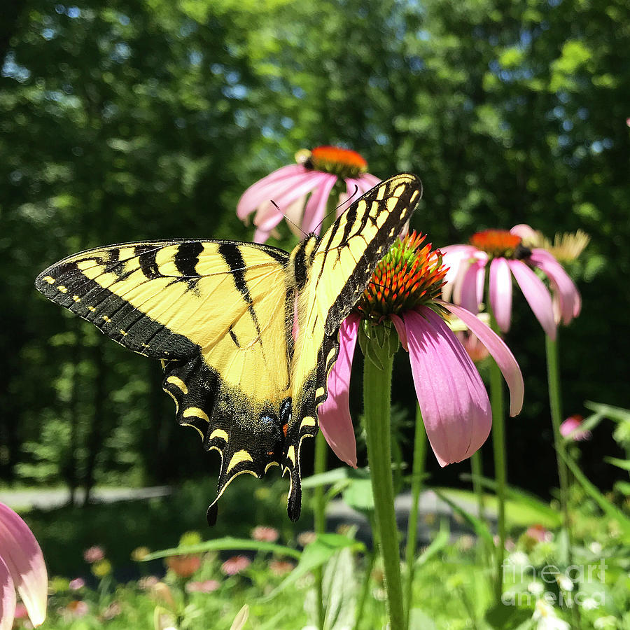 Eastern Tiger Swallowtail and Echinacea 2 Photograph by Amy E Fraser