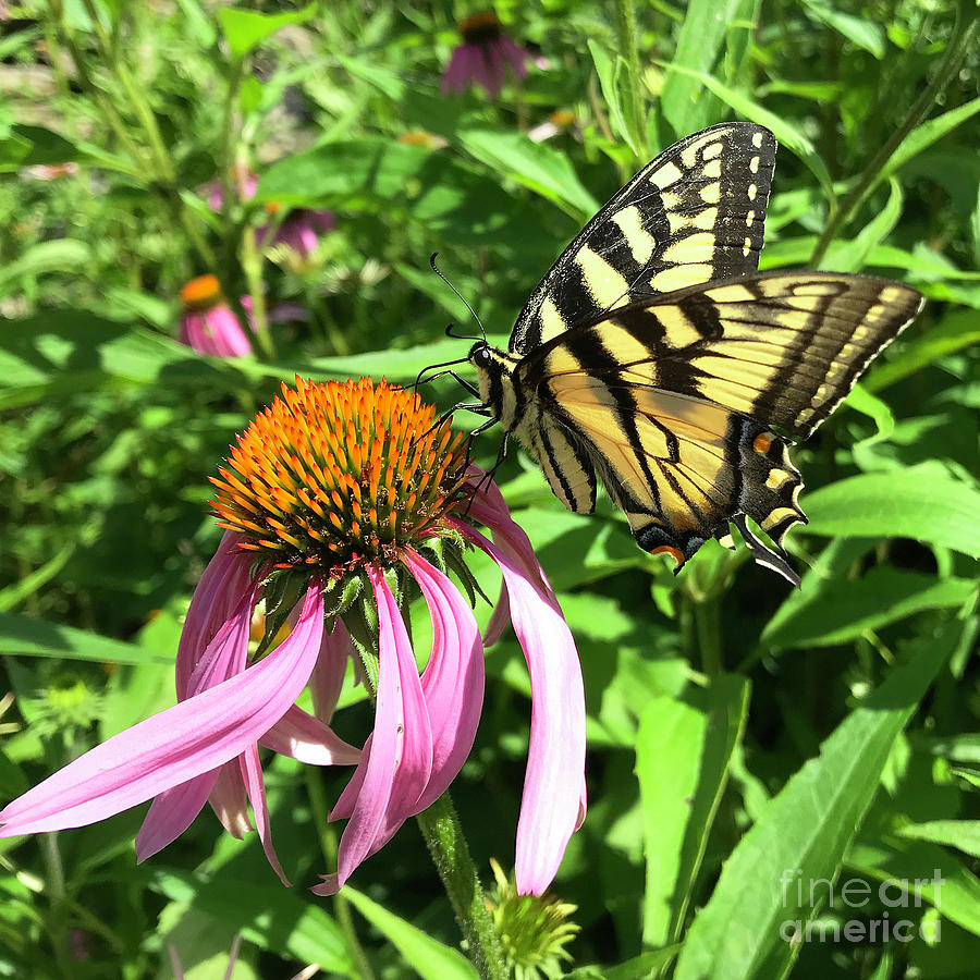 Eastern Tiger Swallowtail and Echinacea 3 Photograph by Amy E Fraser