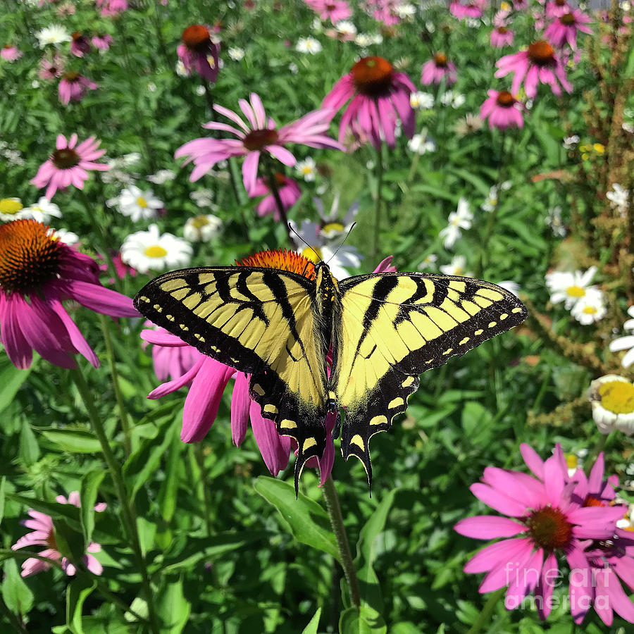 Eastern Tiger Swallowtail and Echinacea 4 Photograph by Amy E Fraser