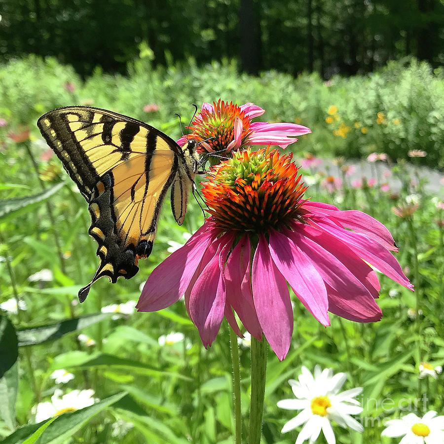 Eastern Tiger Swallowtail and Echinacea 5 Photograph by Amy E Fraser
