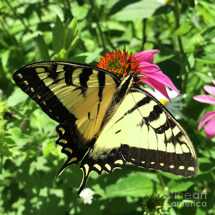 Eastern Tiger Swallowtail and Echinacea 6 Photograph by Amy E Fraser