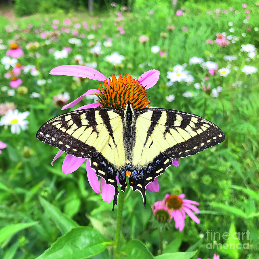 Eastern Tiger Swallowtail and Echinacea 7 Photograph by Amy E Fraser