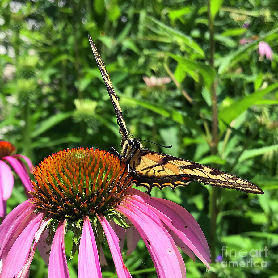 Eastern Tiger Swallowtail and Echinacea 8 Photograph by Amy E Fraser