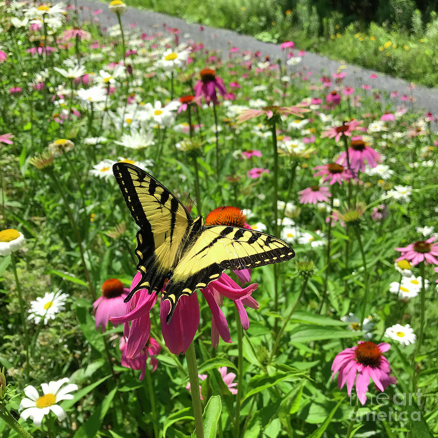 Eastern Tiger Swallowtail and Echinacea 9 Photograph by Amy E Fraser