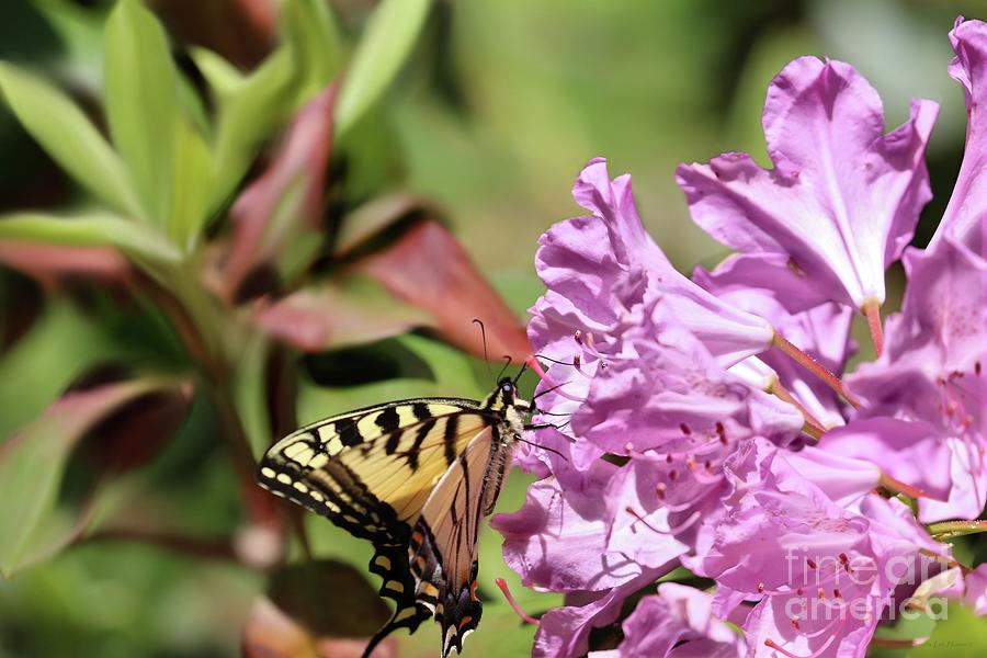 Eastern Tiger Swallowtail and Rhododendron Photograph by Sandra Huston