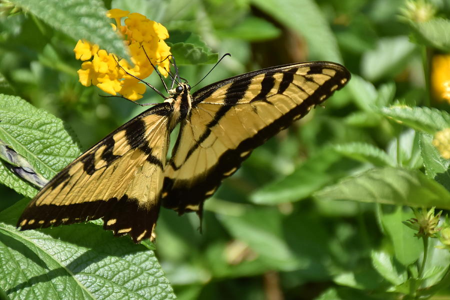 Eastern Tiger Swallowtail Butterfly 000 Photograph by Christopher Mercer
