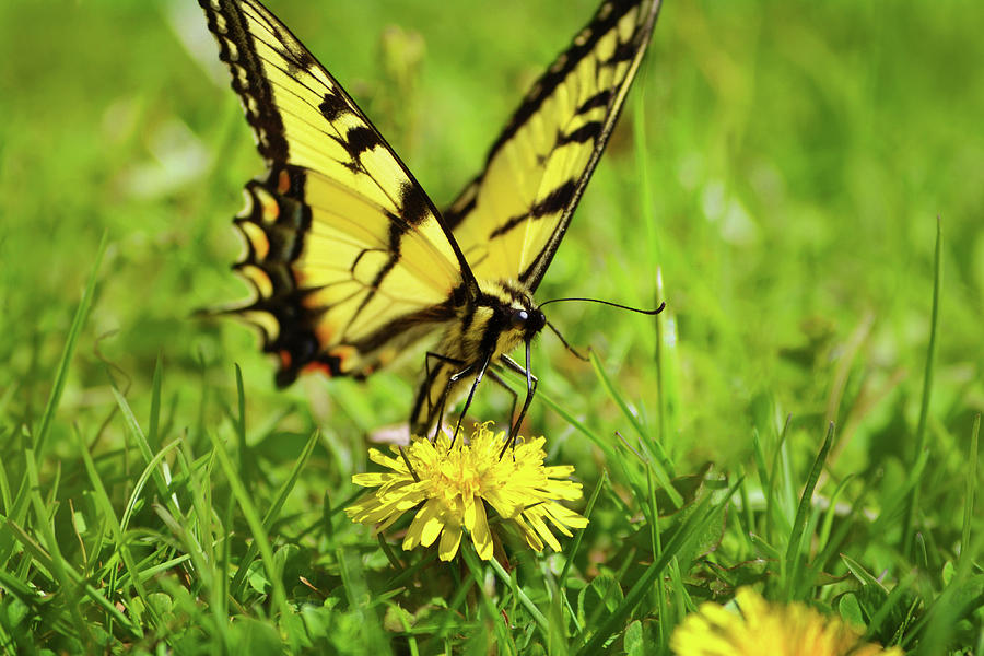 Eastern Tiger Swallowtail Butterfly Photograph by Christina Rollo