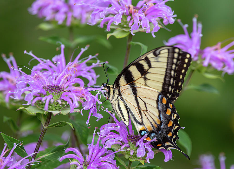 Eastern Tiger Swallowtail Butterfly Photograph by Dale Kincaid
