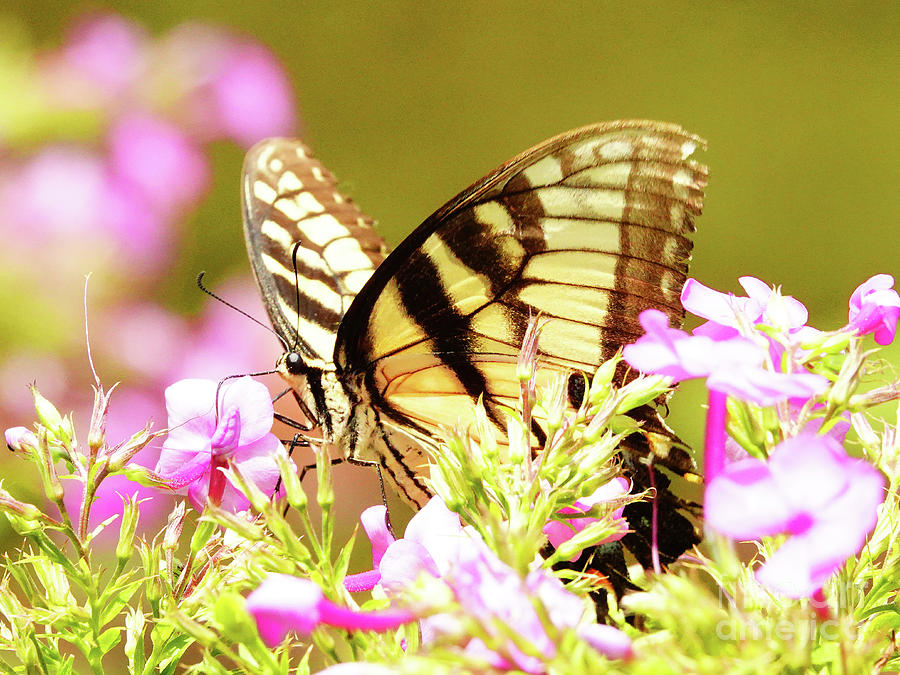Eastern Tiger Swallowtail Butterfly Photograph