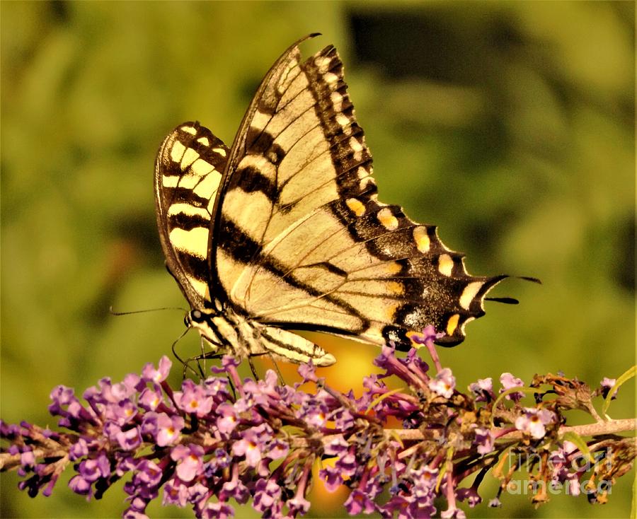 Eastern Tiger Swallowtail Butterfly On Butterfly Bush Blooms August