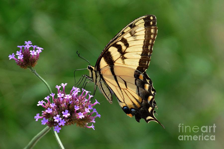 Eastern Tiger Swallowtail Photograph by Cindy Manero