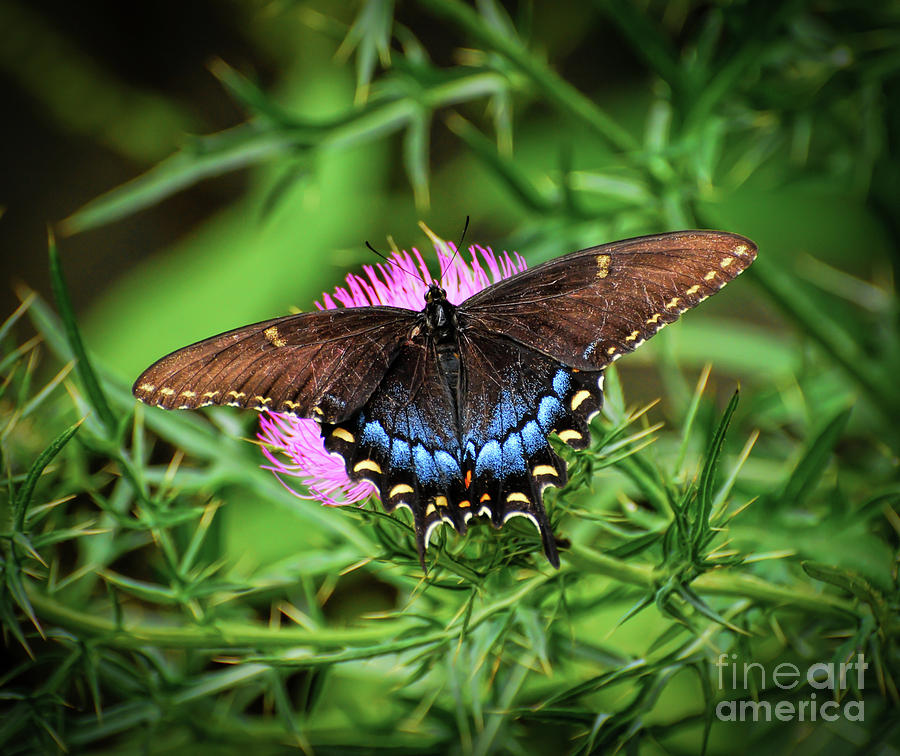 Eastern Tiger Swallowtail - Dark Morph Photograph by Kerri Farley