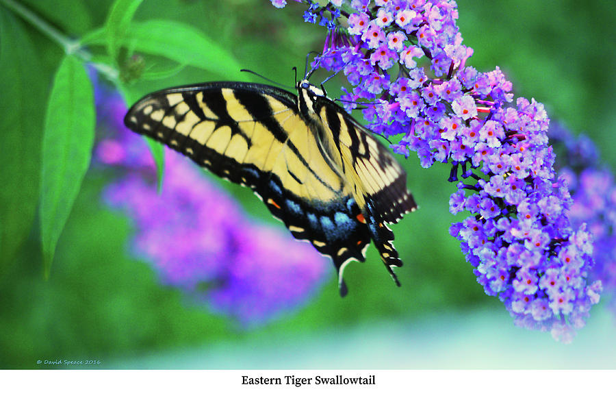 Eastern Tiger Swallowtail Photograph by David Speace
