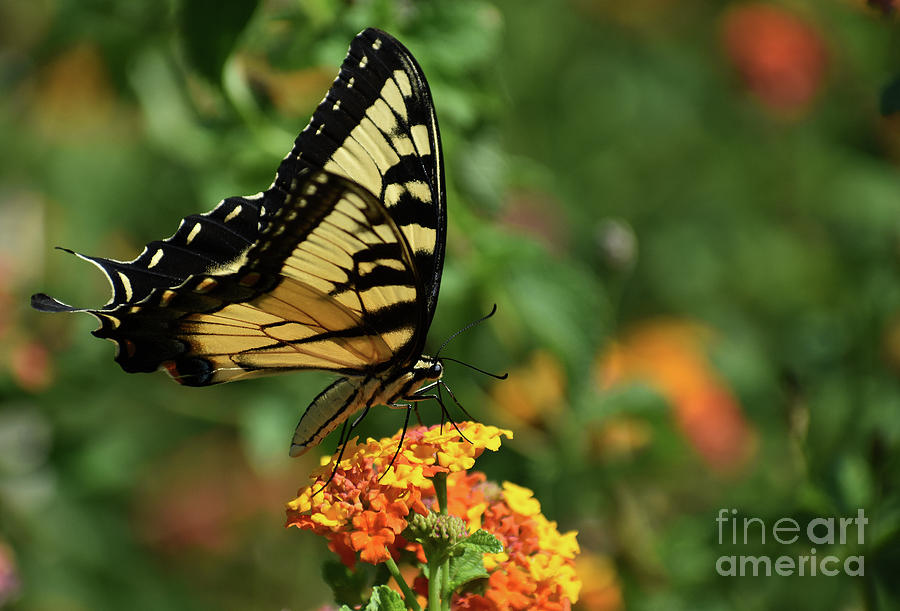 Eastern Tiger Swallowtail No 15 Photograph