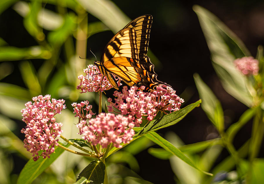 Butterfly Photograph - Eastern Tiger Swallowtail on Milkweed by Keith Smith