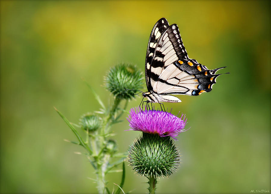 Butterfly Photograph - Eastern Tiger Swallowtail on Thistle II by Marilyn DeBlock