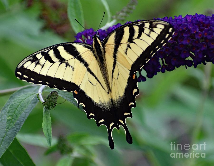 Eastern Tiger Swallowtail Perfection Photograph