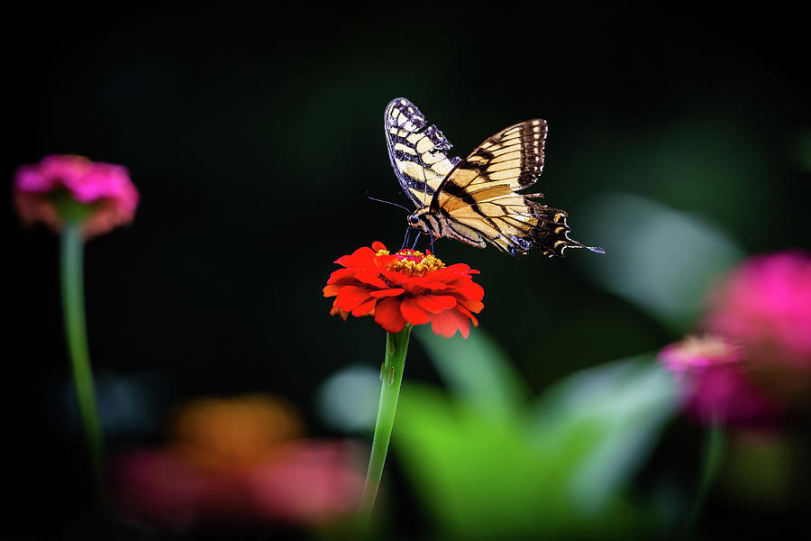 Eastern Tiger Swallowtail Simplicity Photograph by Michelle Wittmer ...