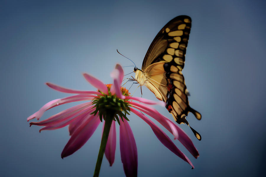 Eastern Tiger Swallowtail by Wes and Dotty Weber Eastern Tiger Swallowtail by Wes and Dotty Weber