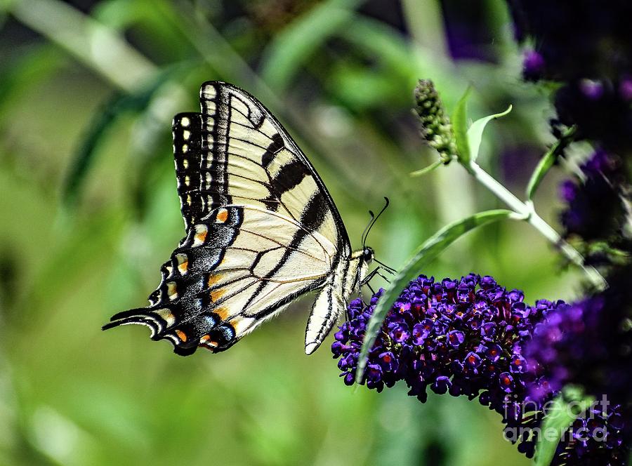 Eastern Tiger Swallowtails Perfection Photograph by Cindy Treger Pixels